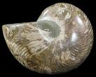 Polished Nautilus Fossil - Huge Specimen! #61348-2